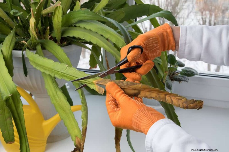 11 Expert Strategies to Keep Winter Houseplants Pest‑Free