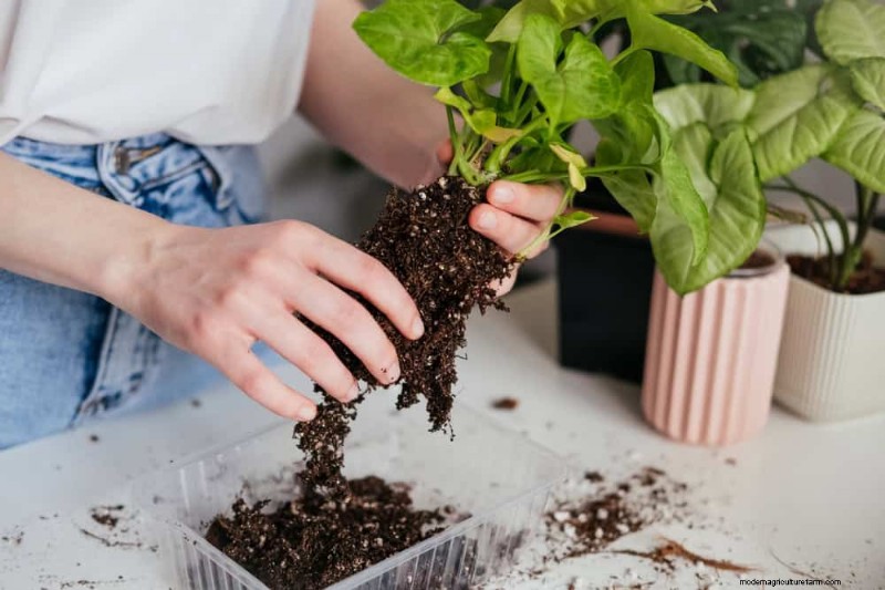 11 Expert Strategies to Keep Winter Houseplants Pest‑Free