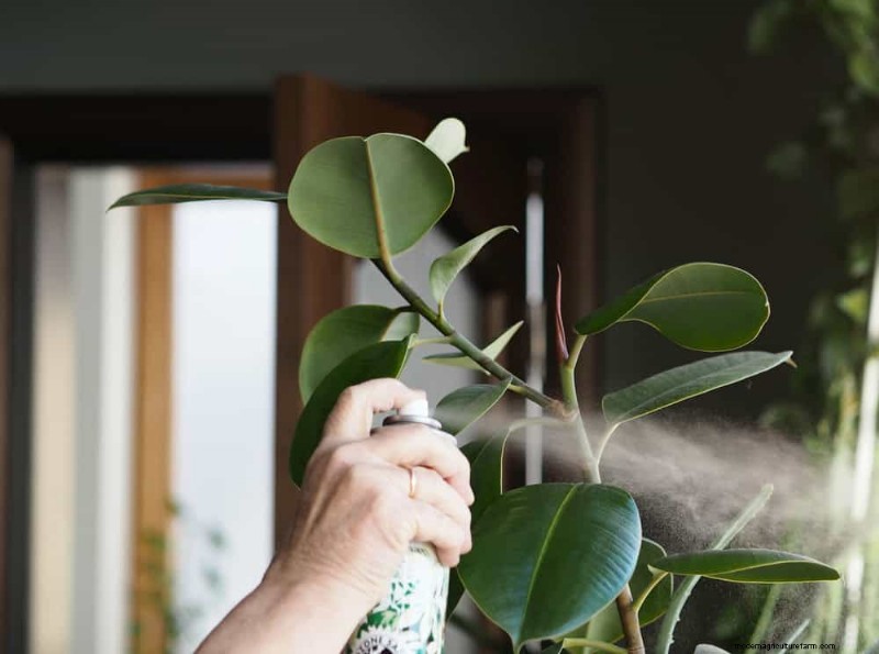11 Expert Strategies to Keep Winter Houseplants Pest‑Free