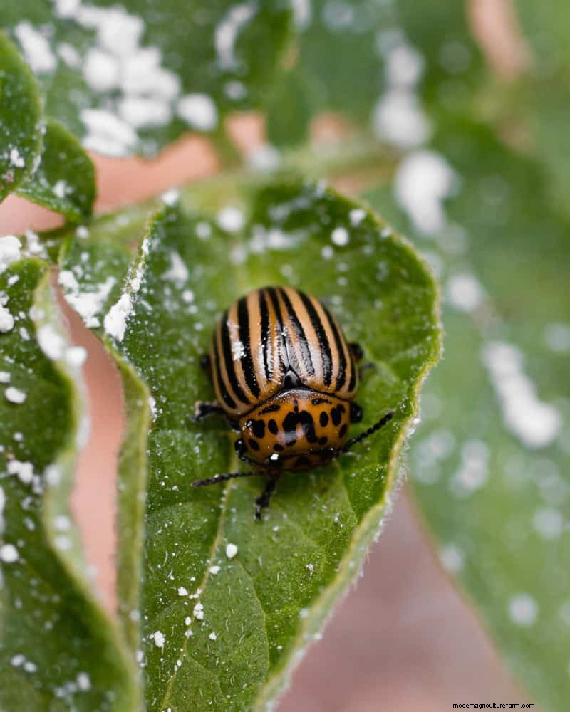 11 Expert Strategies to Keep Winter Houseplants Pest‑Free