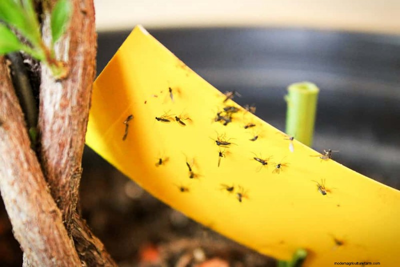 11 Expert Strategies to Keep Winter Houseplants Pest‑Free