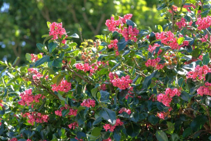 Escallonia Roots: Non‑Invasive, Long‑Lived, and Easy to Manage