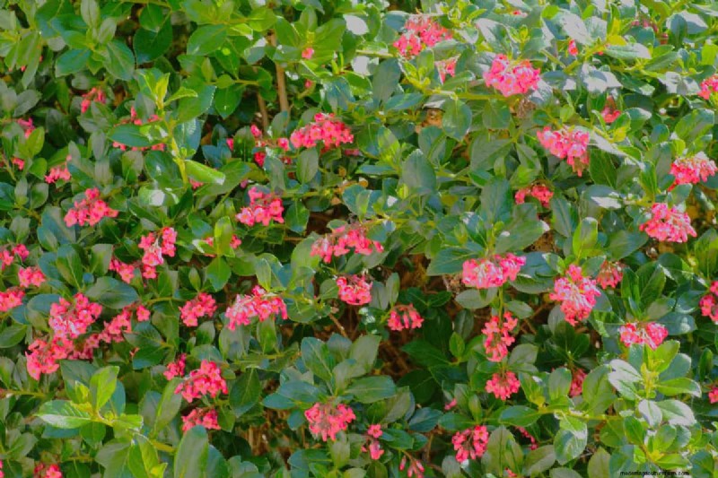 Escallonia Roots: Non‑Invasive, Long‑Lived, and Easy to Manage