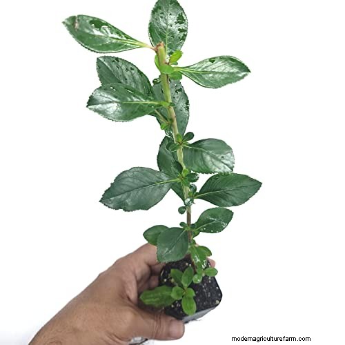 Escallonia Roots: Non‑Invasive, Long‑Lived, and Easy to Manage