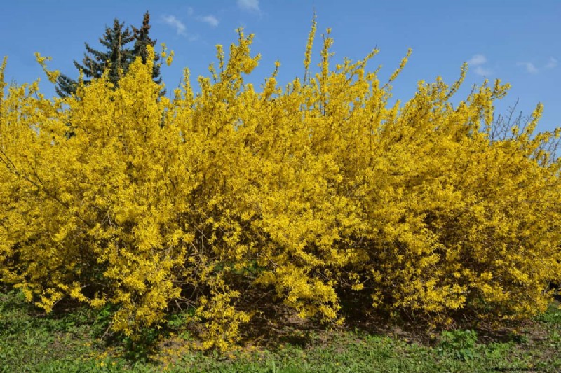 Managing Forsythia Roots: Avoiding Invasiveness Near Your Home
