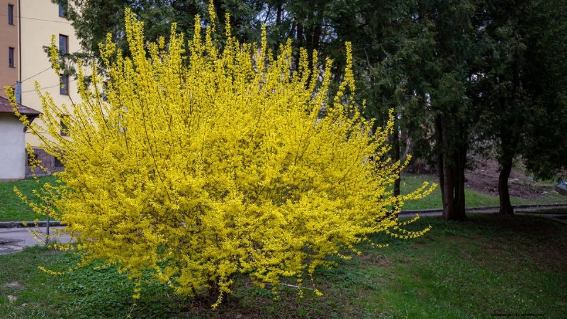 Managing Forsythia Roots: Avoiding Invasiveness Near Your Home