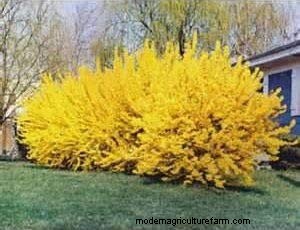 Managing Forsythia Roots: Avoiding Invasiveness Near Your Home