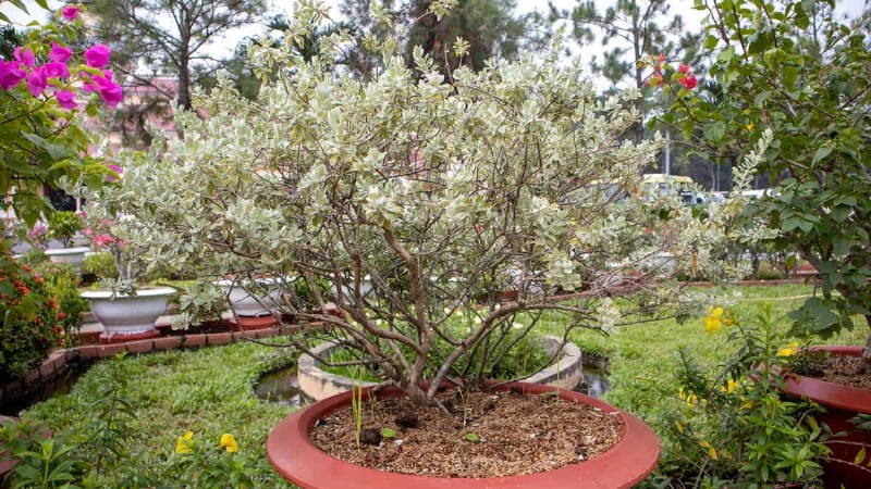 Texas Sage Roots: Non‑Invasive and Garden‑Friendly