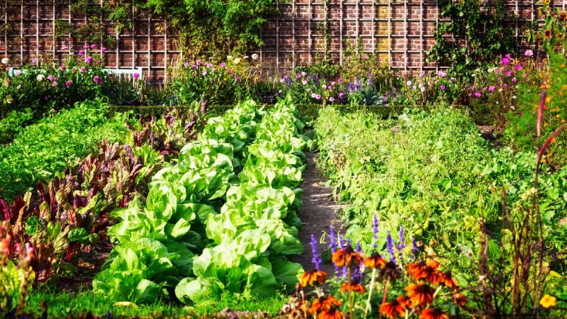 Master Plant Spacing: The Key to Thriving Gardens