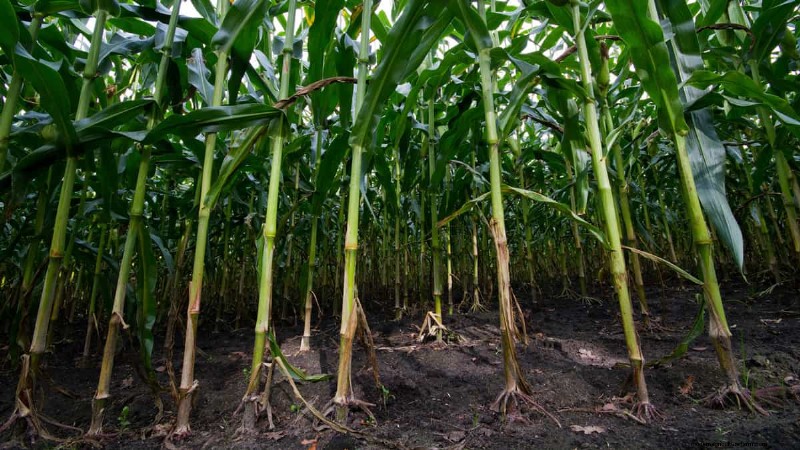 Master Plant Spacing: The Key to Thriving Gardens