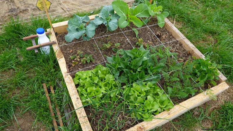 Master Plant Spacing: The Key to Thriving Gardens
