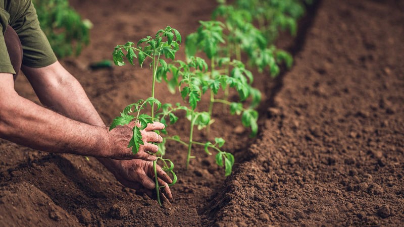 Master Plant Spacing: The Key to Thriving Gardens