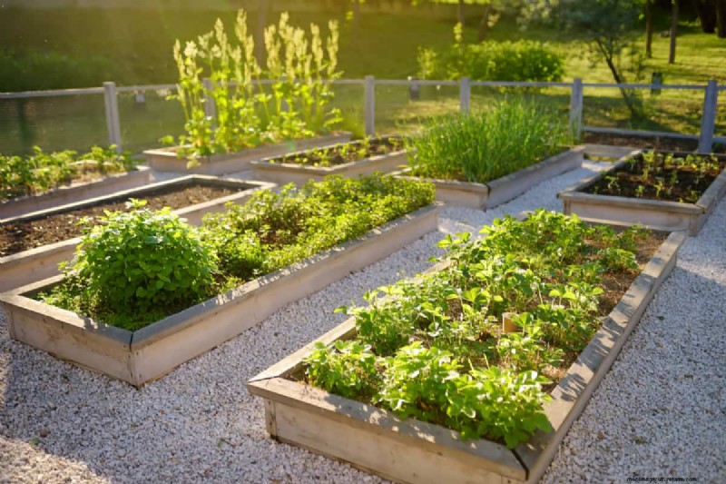 Master Plant Spacing: The Key to Thriving Gardens