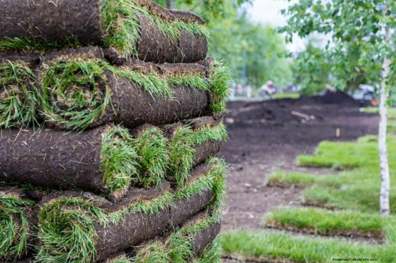 Lowe’s Sod Size Guide: How Much Lawn Do You Need?
