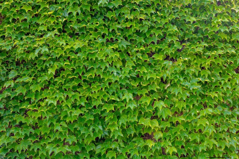 Must‑Know: Are Boston Ivy Roots Invasive? Expert Guide for Homeowners