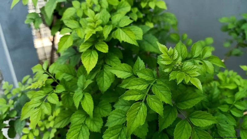 Cape Honeysuckle Roots: Not Invasive, But How They Impact Your Garden