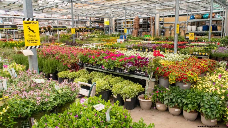 Lowe’s vs. Home Depot: Which Retailer Offers the Best Plants for Your Garden?