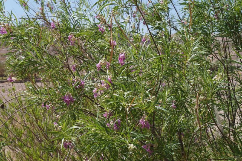 Desert Willow Roots: Why They’re Non‑Invasive and Ideal for Low‑Water Landscapes