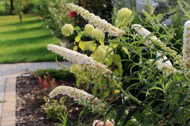 Is Buddleia (Butterfly Bush) Truly Invasive? Root Behavior, Ecological Impact, and Garden Management Tips