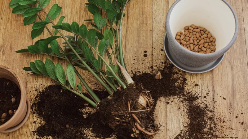 When to Repot a Zanzibar Gem: An Expert Guide for Long‑Lived ZZ Plants