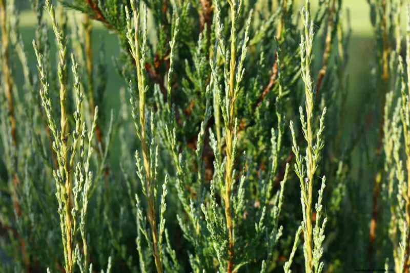 Do Blue Arrow Junipers Have Invasive Roots? Find Out