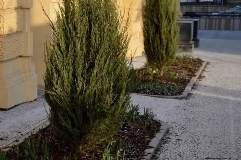 Do Blue Arrow Junipers Have Invasive Roots? Find Out