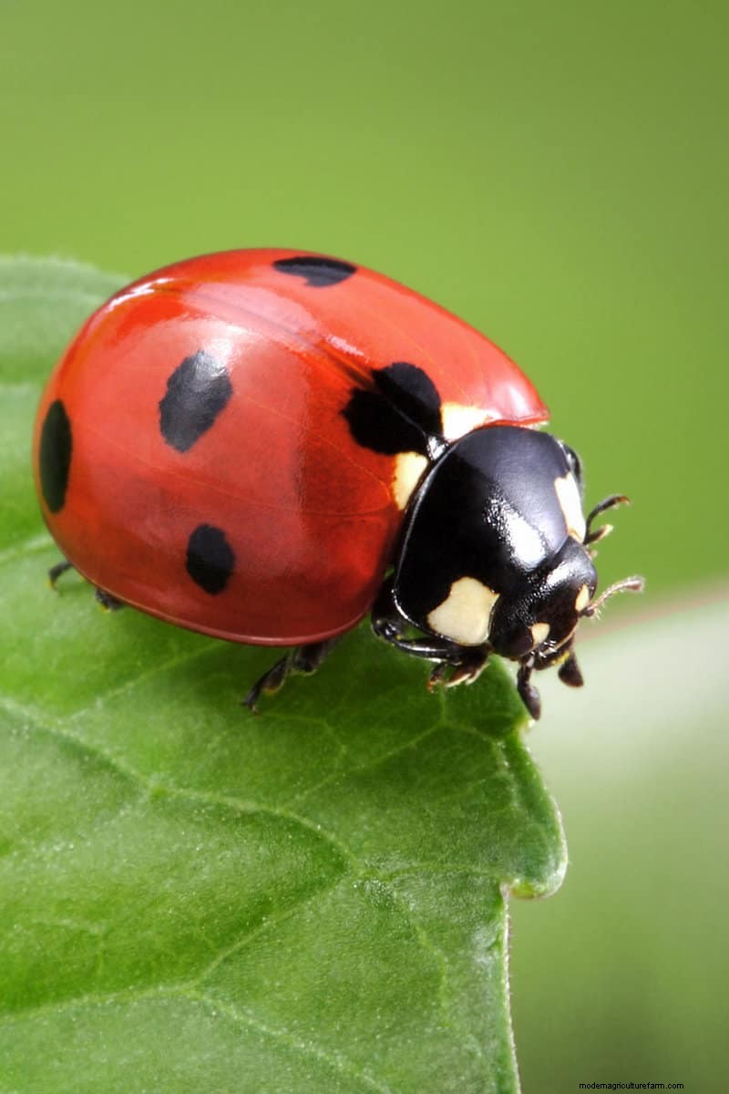Hidden Garden Allies: Beneficial Creatures That Boost Your Garden Health