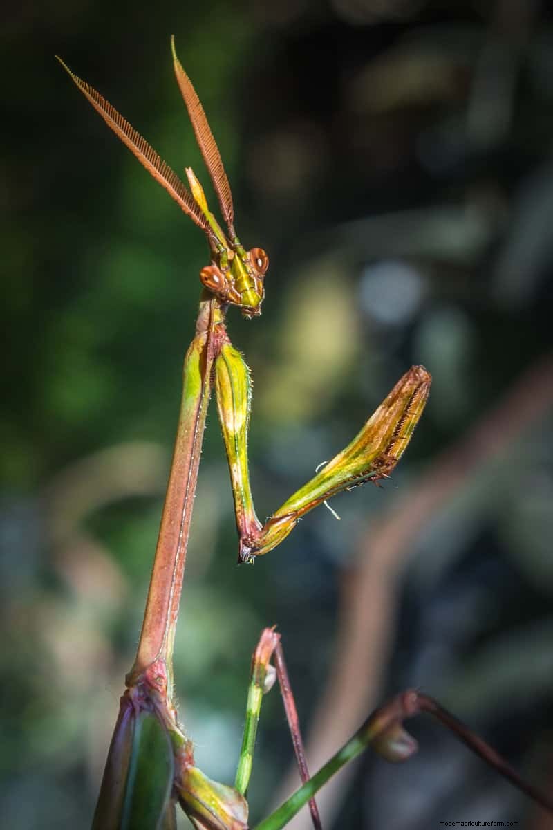 Hidden Garden Allies: Beneficial Creatures That Boost Your Garden Health