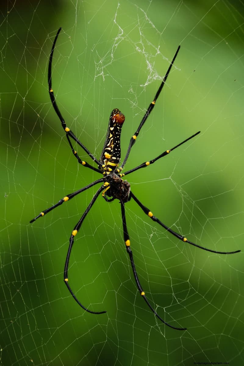 Hidden Garden Allies: Beneficial Creatures That Boost Your Garden Health