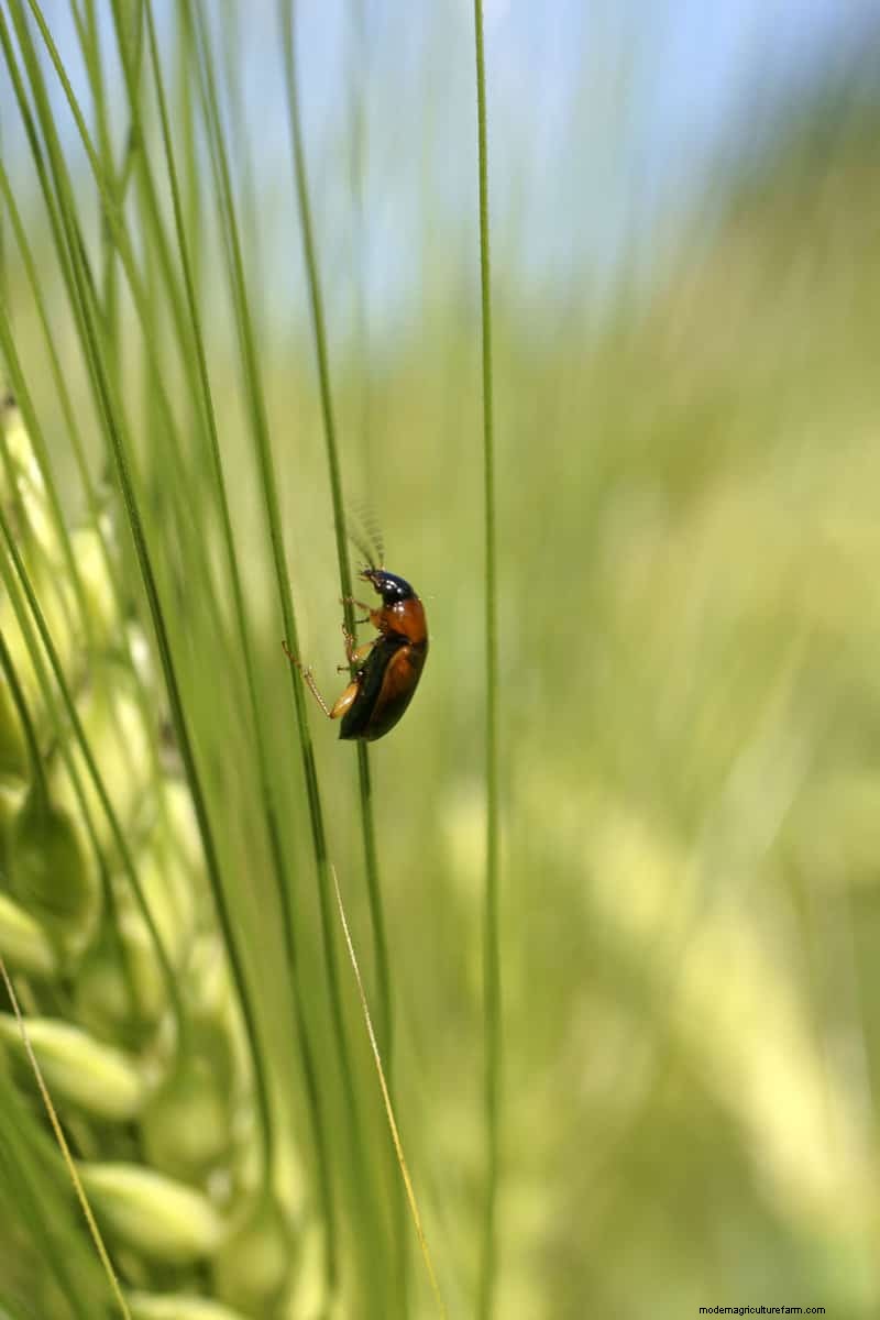 Hidden Garden Allies: Beneficial Creatures That Boost Your Garden Health