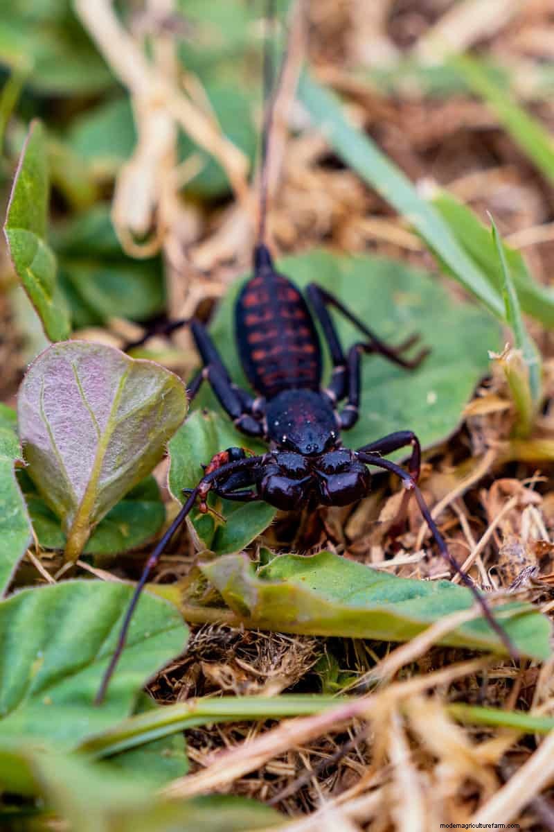 Hidden Garden Allies: Beneficial Creatures That Boost Your Garden Health