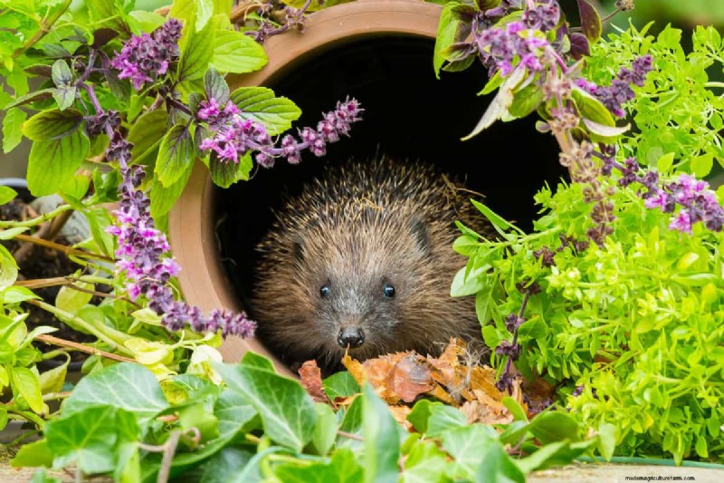 Hidden Garden Allies: Beneficial Creatures That Boost Your Garden Health