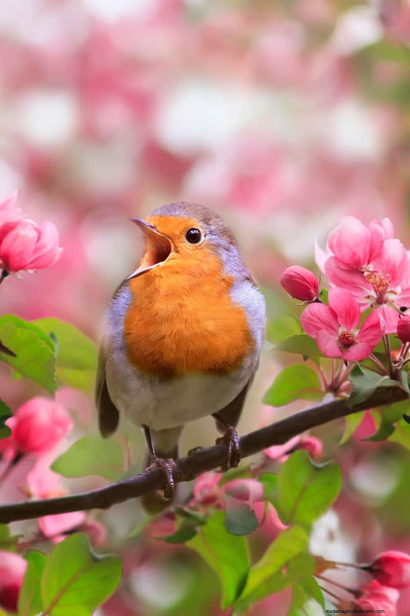 Hidden Garden Allies: Beneficial Creatures That Boost Your Garden Health