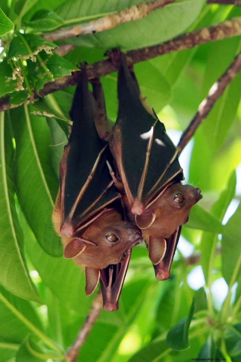 Hidden Garden Allies: Beneficial Creatures That Boost Your Garden Health