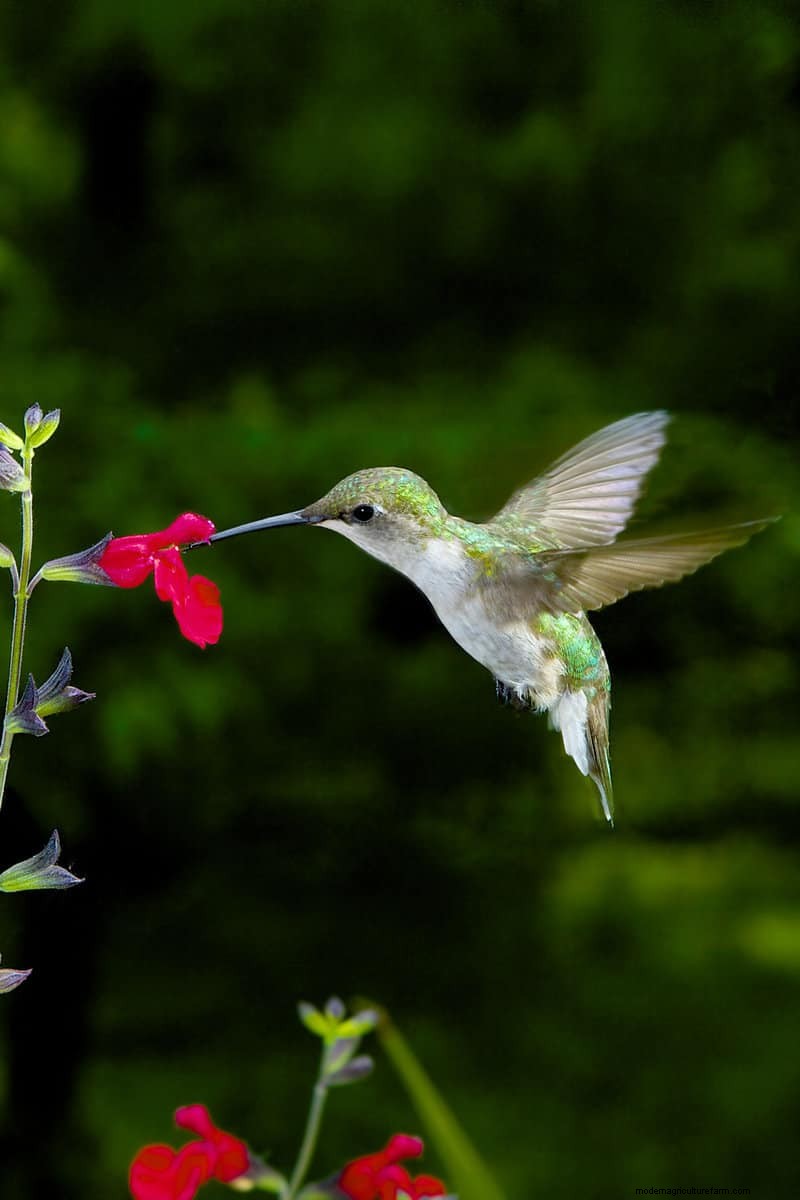 Hidden Garden Allies: Beneficial Creatures That Boost Your Garden Health