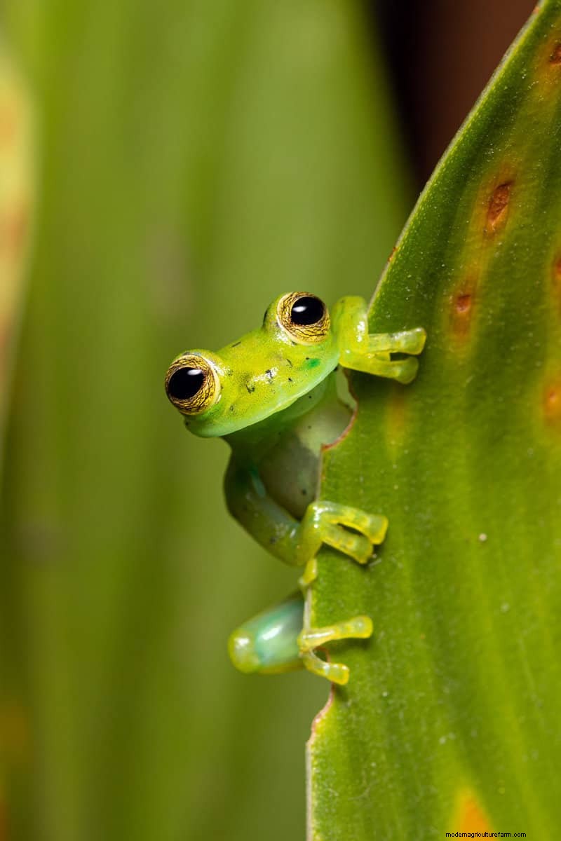 Hidden Garden Allies: Beneficial Creatures That Boost Your Garden Health