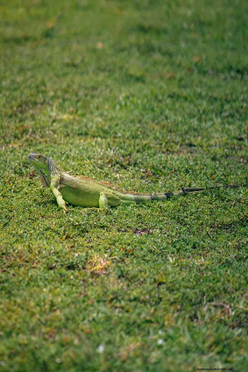 Hidden Garden Allies: Beneficial Creatures That Boost Your Garden Health