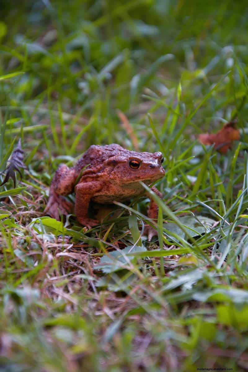 Hidden Garden Allies: Beneficial Creatures That Boost Your Garden Health