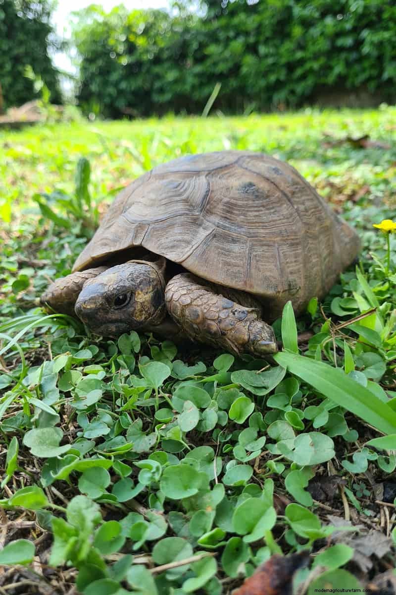 Hidden Garden Allies: Beneficial Creatures That Boost Your Garden Health