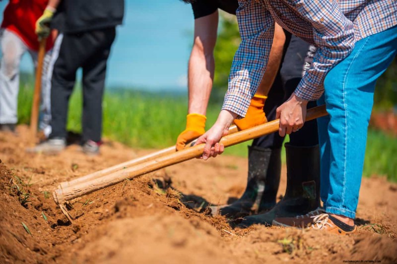 Hard Garden Soil? Diagnose Causes & Restore Soft, Healthy Soil Today