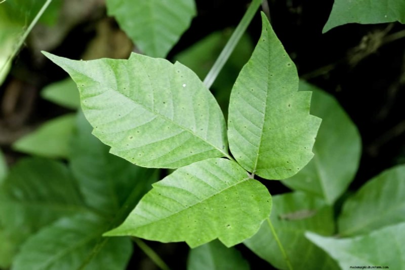 Does Poison Ivy Wither in Winter? Expert Guide to Identification, Treatment, and Safe Removal