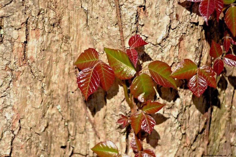 Does Poison Ivy Wither in Winter? Expert Guide to Identification, Treatment, and Safe Removal