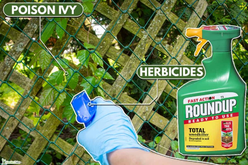 Does Poison Ivy Wither in Winter? Expert Guide to Identification, Treatment, and Safe Removal