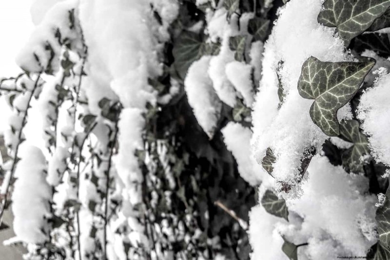 Does Poison Ivy Wither in Winter? Expert Guide to Identification, Treatment, and Safe Removal