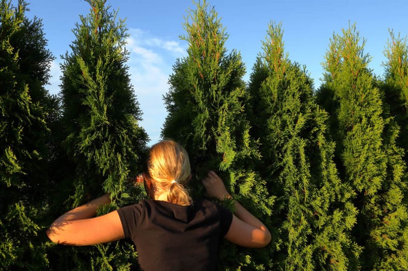 Expert Guide: How to Fill Gaps in Hedges – Leylandii, Privet, and More