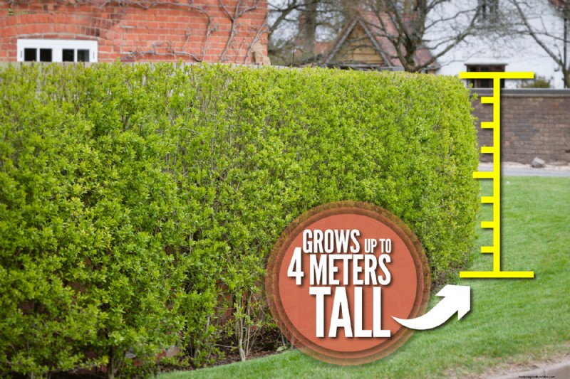 Expert Guide: How to Fill Gaps in Hedges – Leylandii, Privet, and More