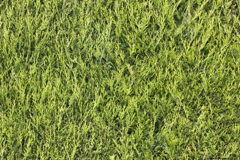 Expert Guide: How to Fill Gaps in Hedges – Leylandii, Privet, and More