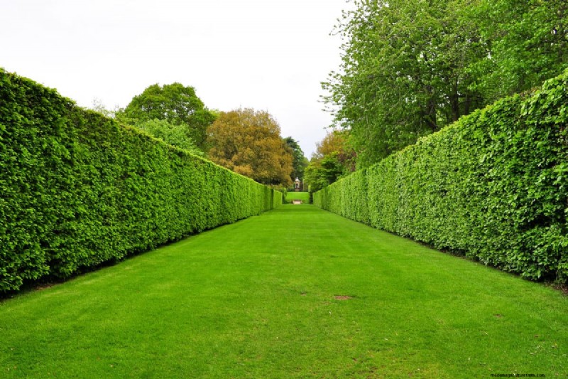 Expert Guide: How to Fill Gaps in Hedges – Leylandii, Privet, and More