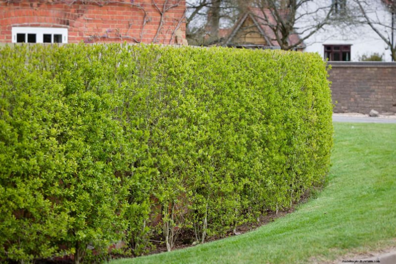 Expert Guide: How to Fill Gaps in Hedges – Leylandii, Privet, and More