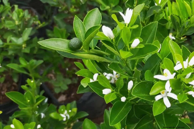 Do Key Lime Trees Self‑Pollinate? A Complete Guide